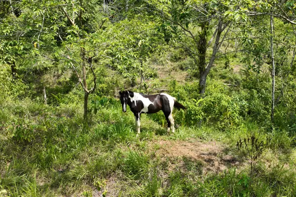 Dominical, Rica,Finca Dos Bocas