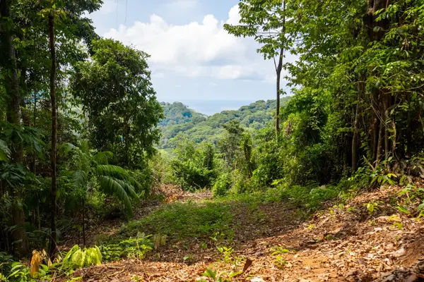 Finca Pacifica Baru, Dominical, Rica
