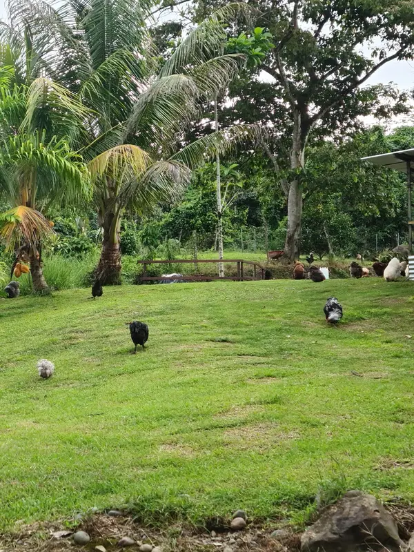 Finca Rio General, Santa Luisa, Rica
