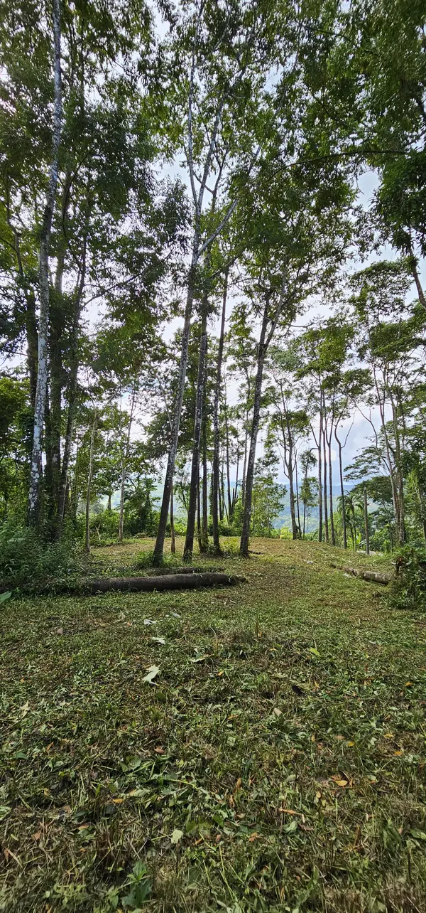 Lot High Treetop1, Platanillo, Zeledon