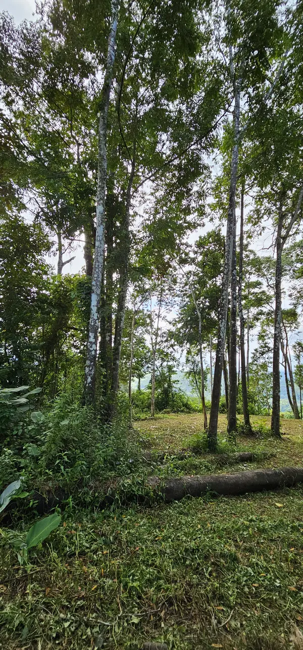 Lot High Treetop1, Platanillo, Zeledon
