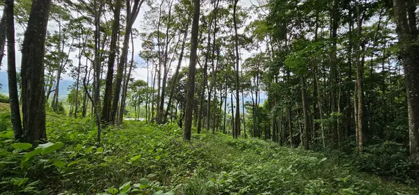 Lot Treetop2, Platanillo, Zeledon