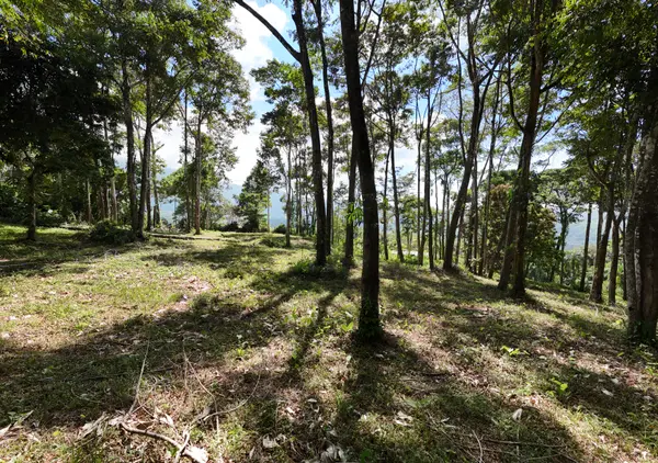 Lot Treetop2, Platanillo, Zeledon