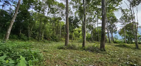 Lot Treetop2, Platanillo, Zeledon