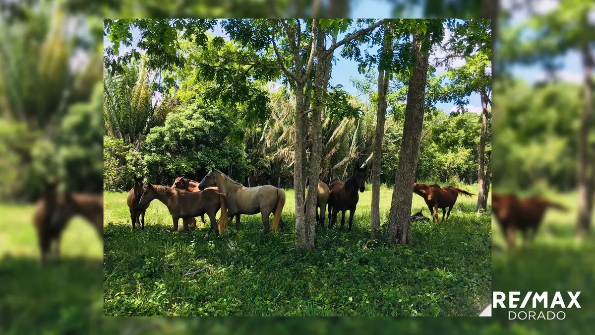 The Ultimate Country side living experience! Santa Familia Village, Cayo District,