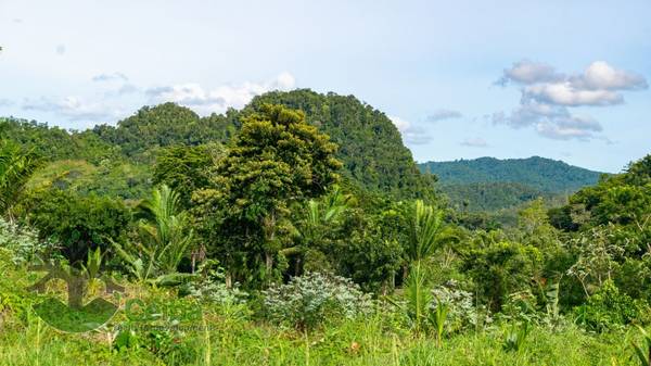 BMLS-1033 Terrain Property