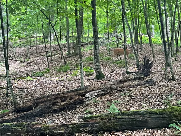 Lot 165 Black Forest Dr 