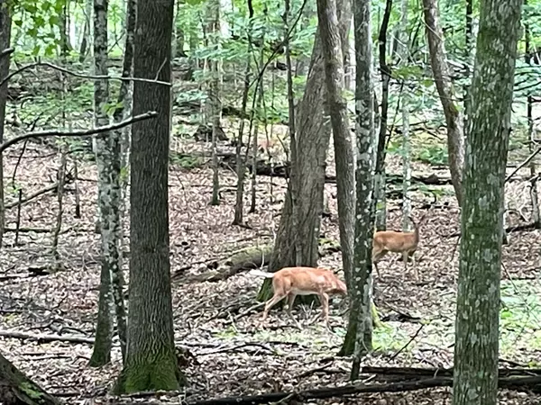 Lot 165 Black Forest Dr 