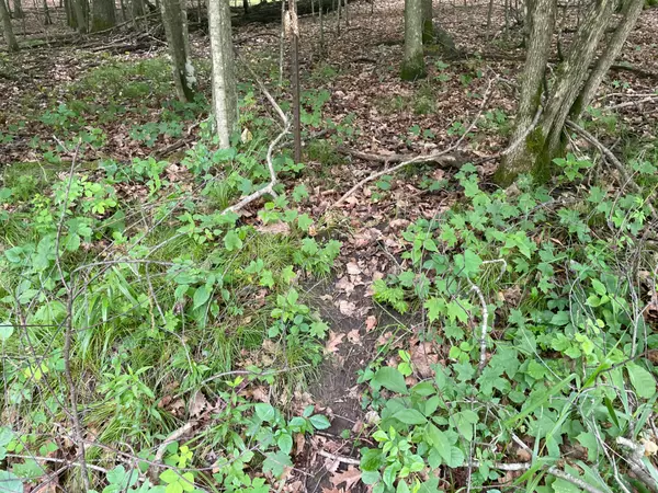 Lot 165 Black Forest Dr 