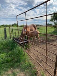 1500 County Road 250 LOOP, Cameron, TX 76520