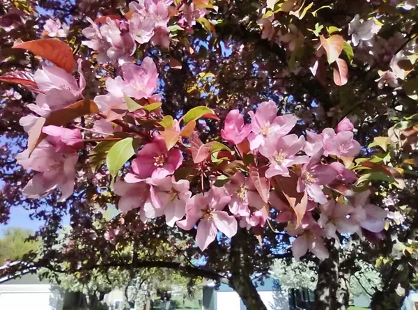 3511 Quarry AVE, Anoka, MN 55303