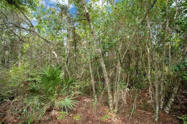 HOLY COW RD, Polk City, FL 33868