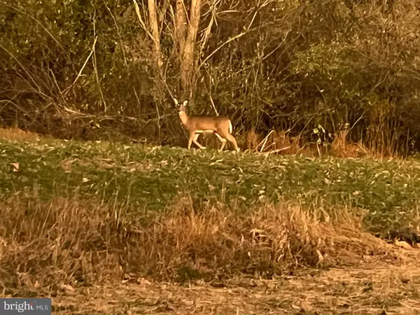 240 RIVER VALLEY, Rileyville, VA 22650