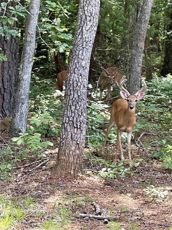 0 Catawba CIR, Ellijay, GA 30540