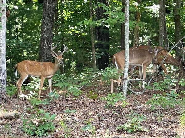 0 Catawba CIR, Ellijay, GA 30540