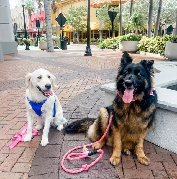 Sarasota downtown dog-friendly neighborhood