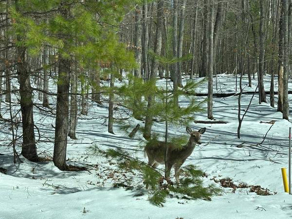 ON YELLOW BIRCH RD, Eagle River, WI 54521