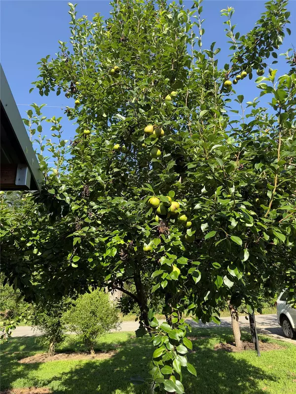 515 N Oleander Street, Grand Saline, TX 75140