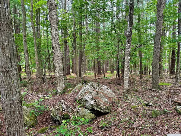 95 Shad RD, Jewett, NY 12424