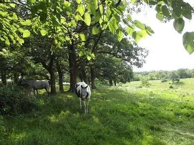 24.091 Acres Valley Road Road, Argyle, WI 53504