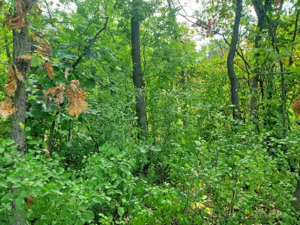 14649 Sumter AVE, Savage, MN 55378