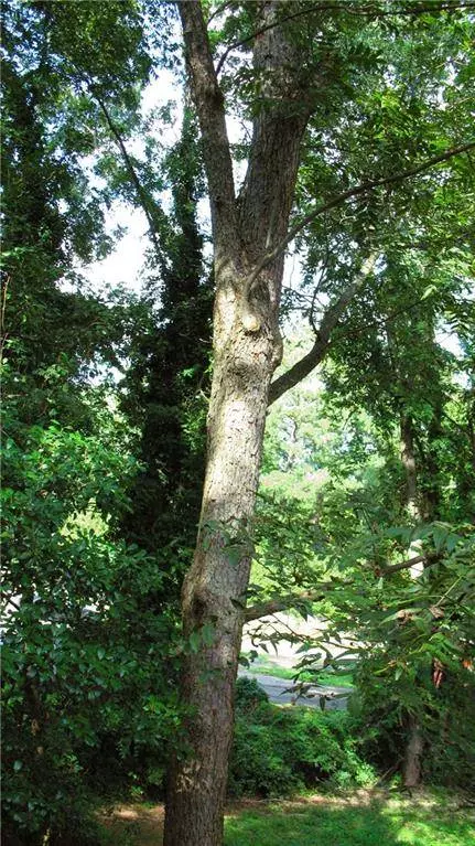 1411 Fulton AVE, Atlanta, GA 30344