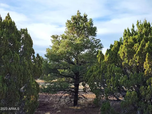 1230 Ortega Mountain Road #-, Show Low, AZ 85901