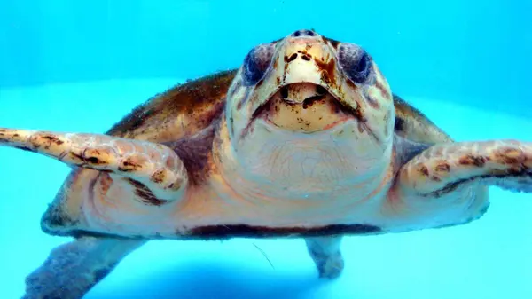 138 S Moccasin TRL, Jupiter, FL 33458