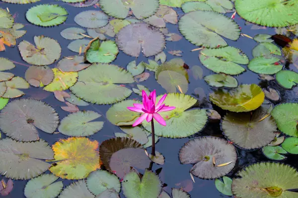 6802 Thoreau TER, Port Saint Lucie, FL 34952