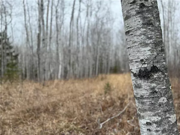 80 acres Tar Paper Alley, Brule, WI 54820