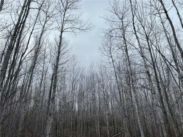 80 acres Tar Paper Alley, Brule, WI 54820