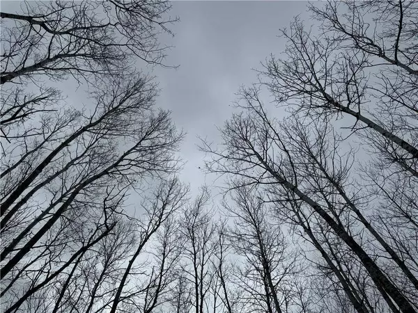 80 acres Tar Paper Alley, Brule, WI 54820