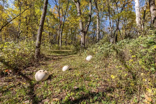 TBD W Schapville Road, Scales Mound, IL 61075