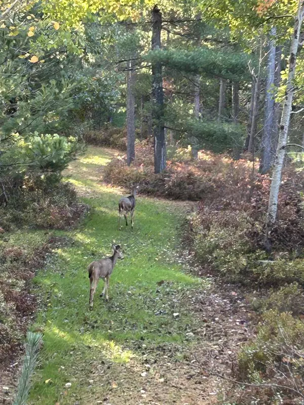 W513 CTH HH, Warrens,warrens, WI 54666