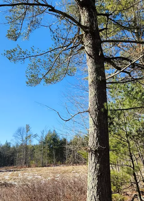 W513 Cth HH, Warrens, WI 54666