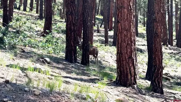 305 Pine Valley Road, Bayfield, CO 81122