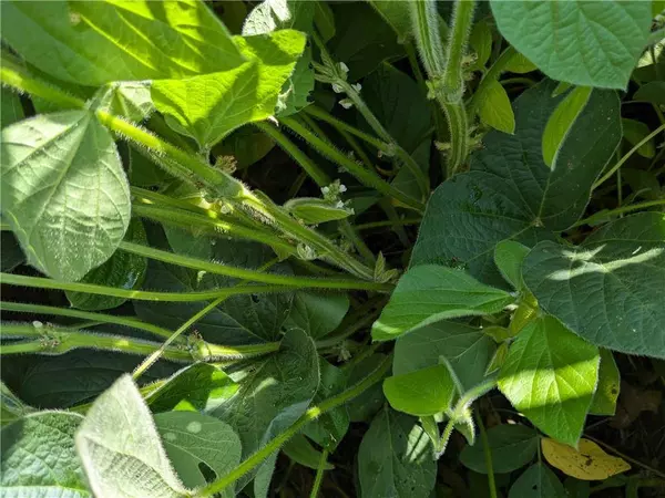 MO 45 HWY, Rushville, MO 64484