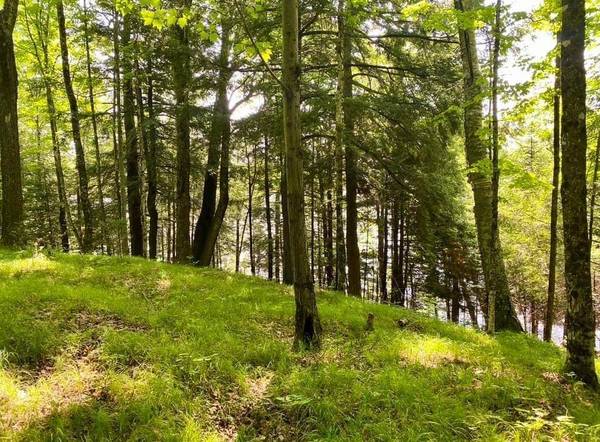 Lot 65 FOREST LN, Long Lake, WI 54542