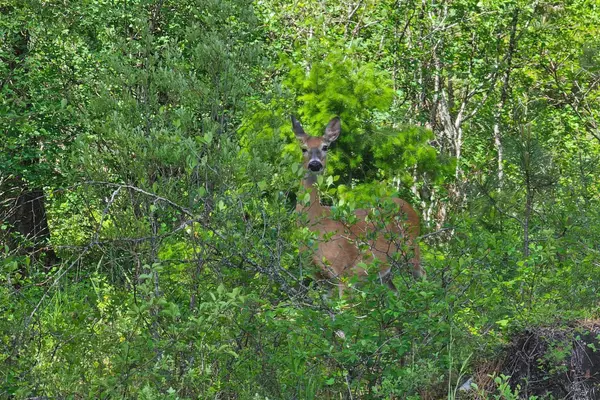 NKA Bear Ridge Rd, Springdale, WA 99173