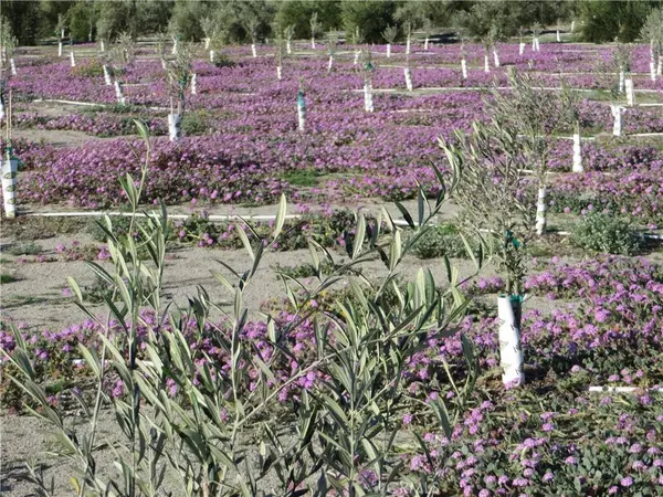 22800 Longvue RD, Sky Valley, CA 92241