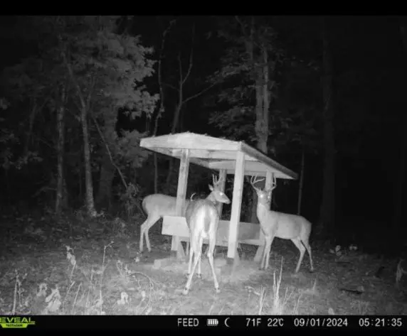 Deer on 40 Acres in Mammoth Spring Arkansas