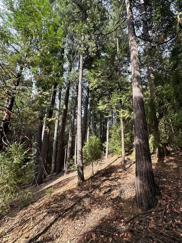 25488 Meadow DR, Pioneer, CA 95666