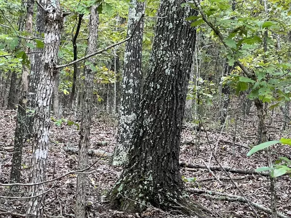 Deer on 40 Acres in Mammoth Spring Arkansas
