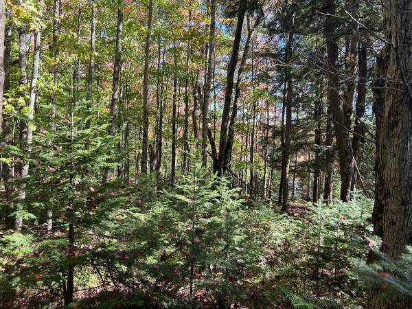 ON OTTER LN #Lot 1, Watersmeet, MI 49969