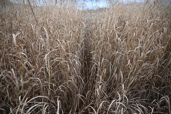 2416 W 136th Street, Grant, MI 49327