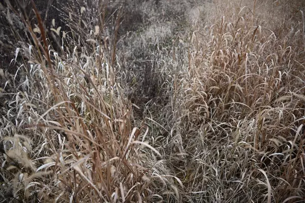 2416 W 136th Street, Grant, MI 49327