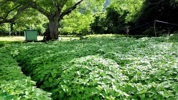 La Reserva Commercial Lot, Playa Camaronal /, 50903