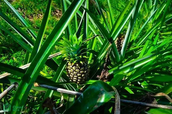 La Reserva Camaronal Lot 11 / Playa Camaronal, 50903