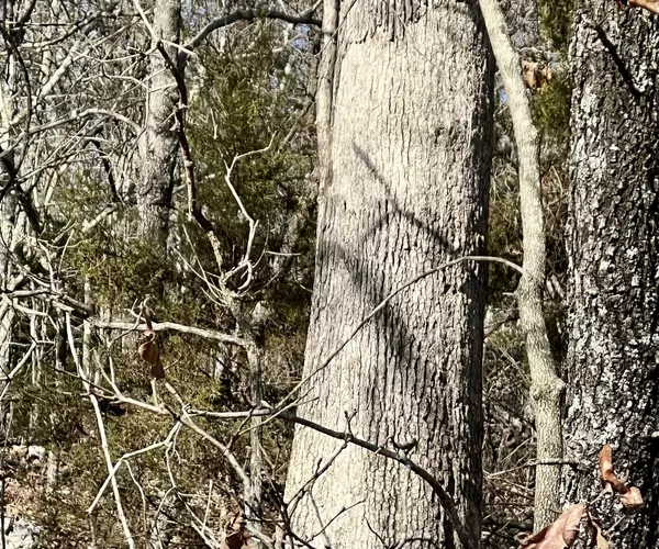 Deer on 40 Acres in Mammoth Spring Arkansas