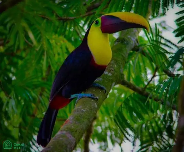 La Reserva Camaronal Lot 43 / Playa Camaronal, 50903